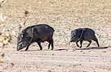 Javelina Bosque New Mexico Dec 2021